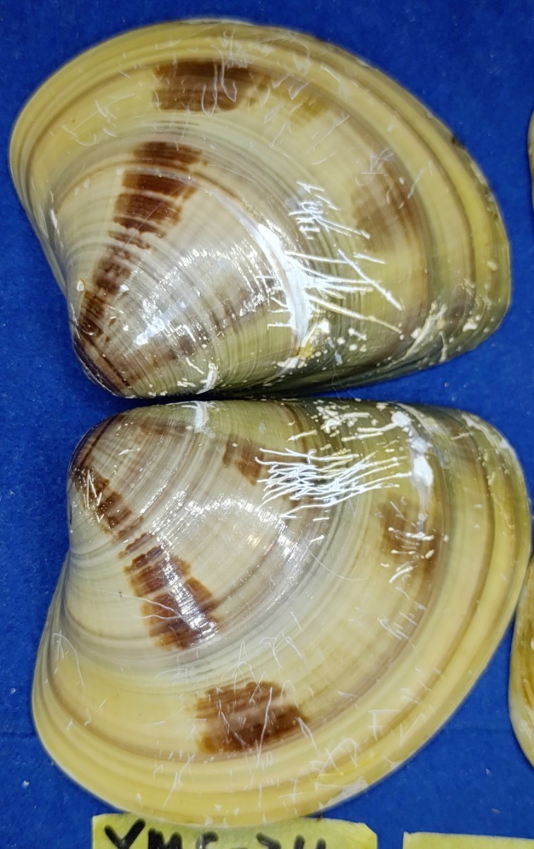 蛤YMS−24-0220-5　75mm×4個　　江戸前　ハマグリ　貝殻　標本　材料_画像3