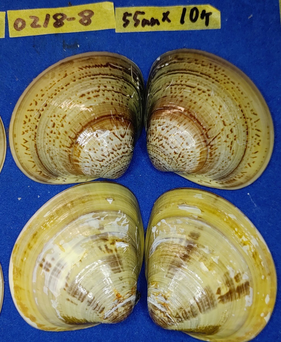 蛤YMS−24-0218-8　55mm×10個　　江戸前　ハマグリ　貝殻　標本　材料_画像5