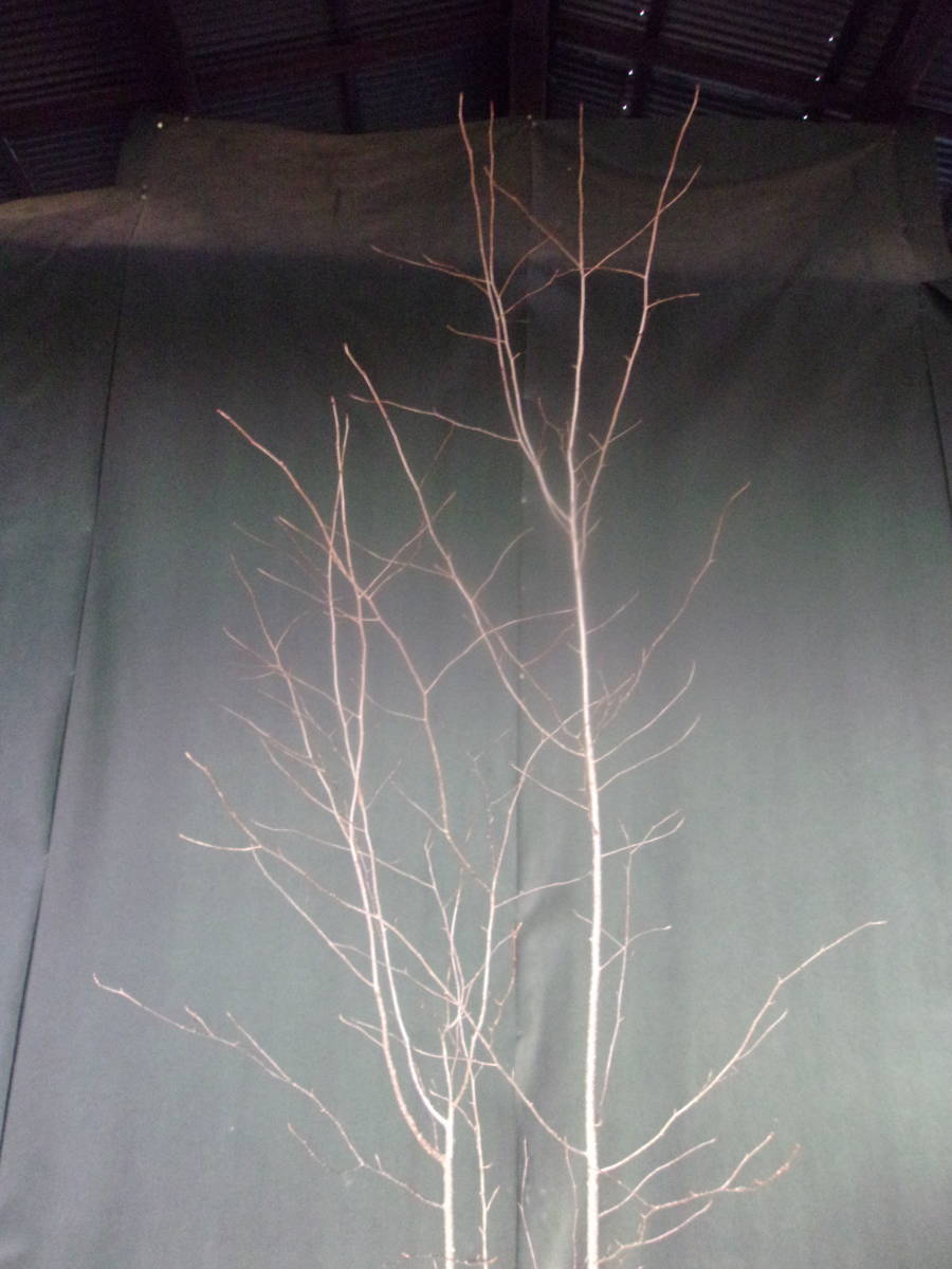 ** sorbus alnifolia mountain taking **194