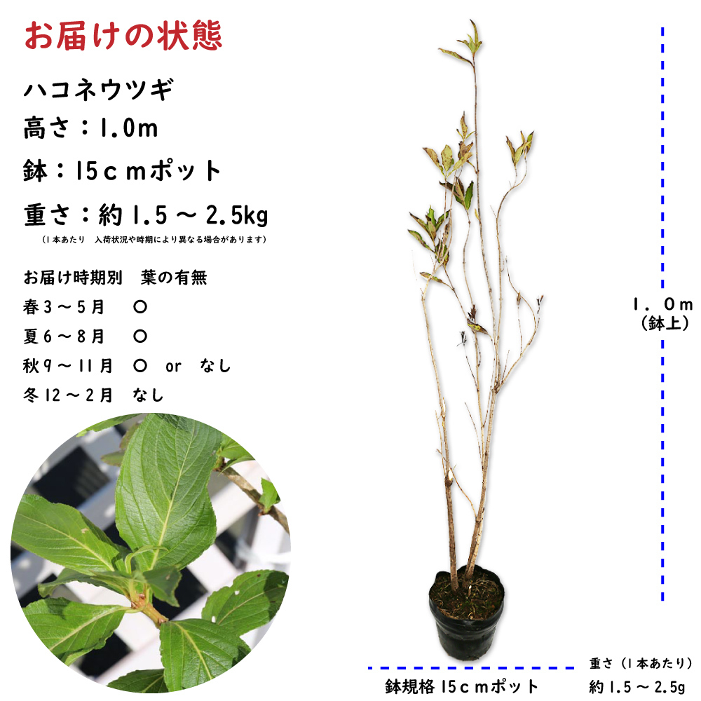 ハコネウツギ 1m 15cmポット 苗_画像2
