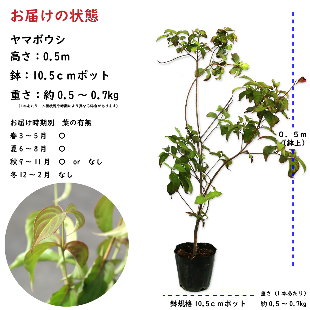 ヤマボウシ 0.5m 10.5cmポット 苗_画像2