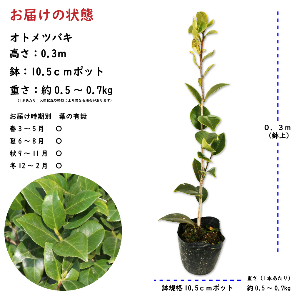 ツバキ オトメツバキ 0.3m 10.5cmポット 苗_画像2