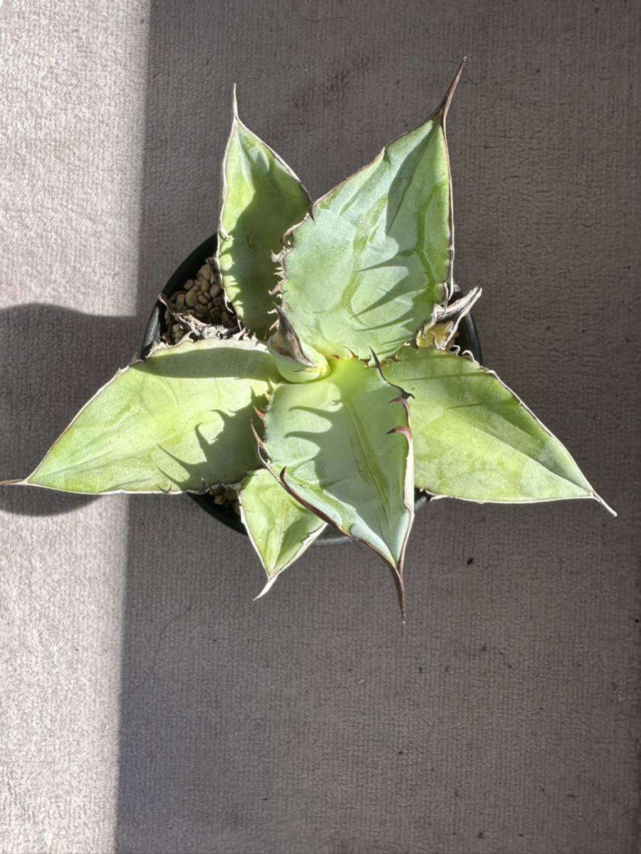 アガベ チタノタ 狂刺 agave 現品の画像7