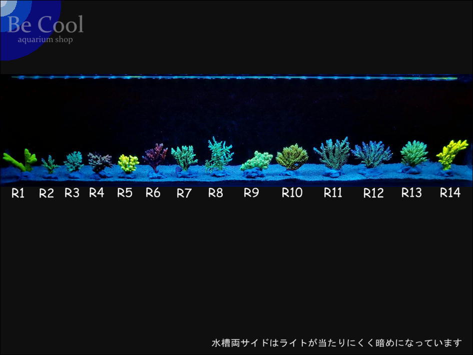 R７ミドリイシｓｐ（７ｃｍ前後）_画像6