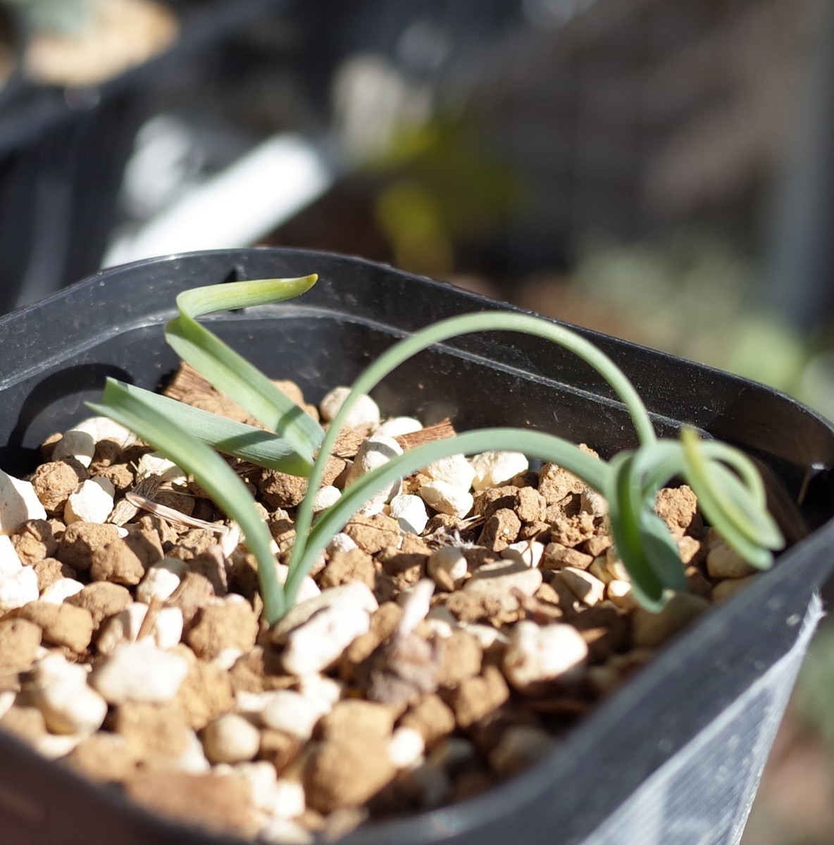 アルブカ・コンコルディアナ 7.5cm鉢 Albuca Concordiana 検索用 コーデックス 塊根植物 ケープバルブ 2の画像2