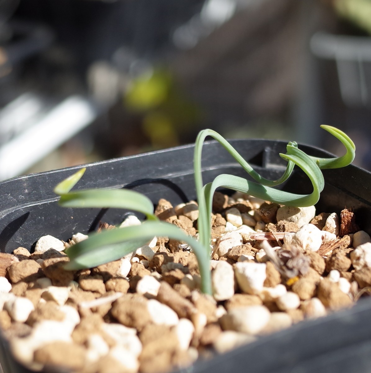 アルブカ・コンコルディアナ 7.5cm鉢 Albuca Concordiana 検索用 コーデックス 塊根植物 ケープバルブ 2の画像1