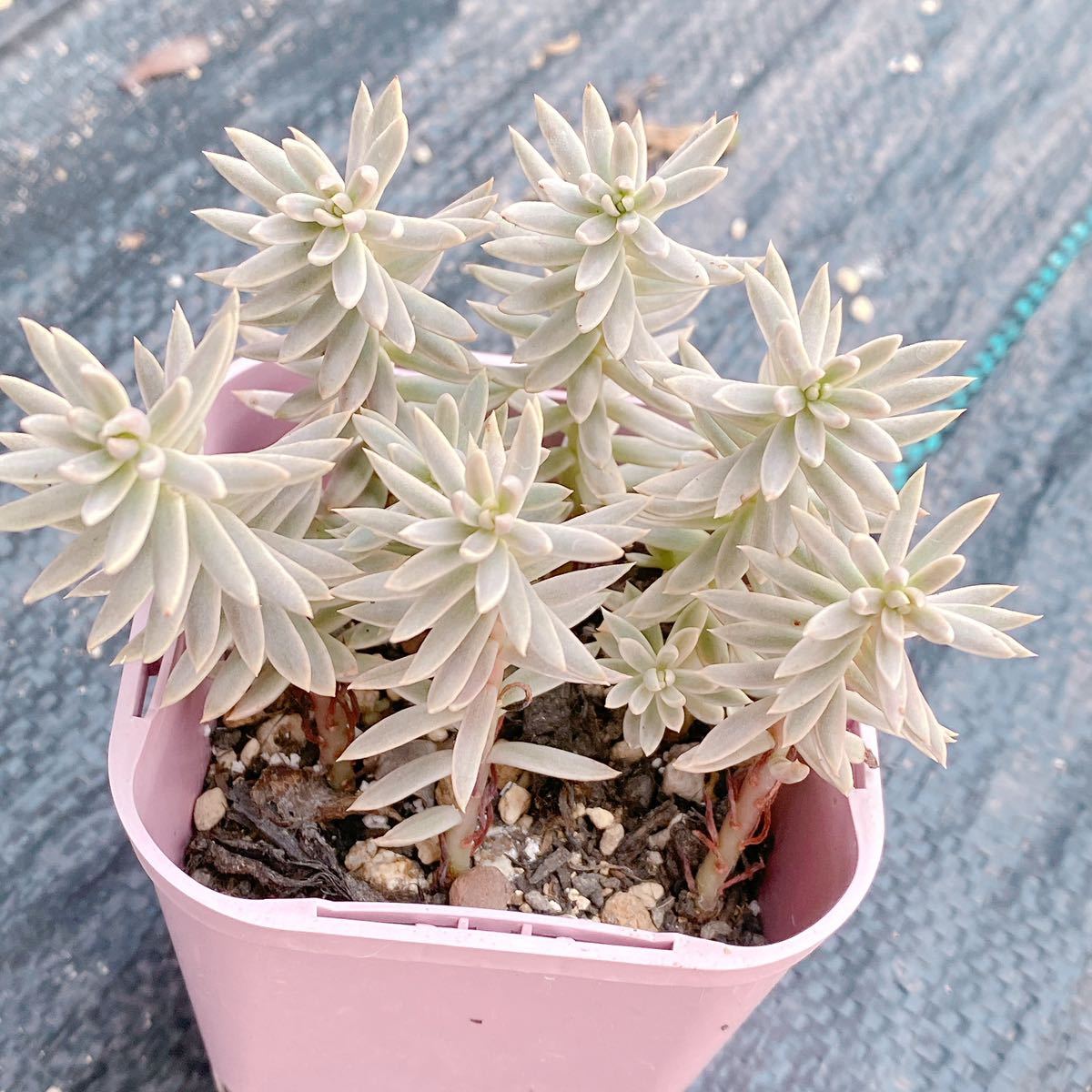 カメレオン錦　1本　カット苗 多肉植物 Seewee_Succulents_画像2