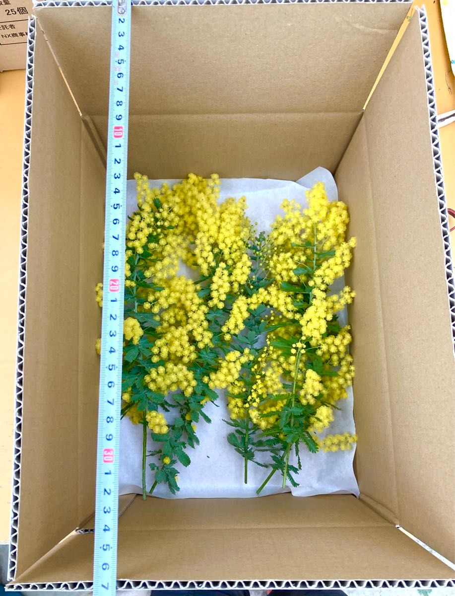 高知県産 ミモザ 銀葉アカシア 80|Yahoo!フリマ(旧PayPayフリマ) 高知県産 ミモザ 銀葉アカシア 80|Yahoo!フリマ(旧PayPayフリマ)