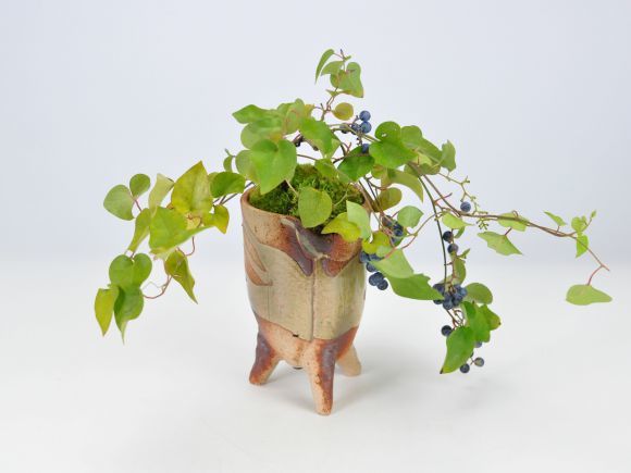  бонсай . голубой tsuzu черновой ji.. растения реальный декоративное растение Mini 