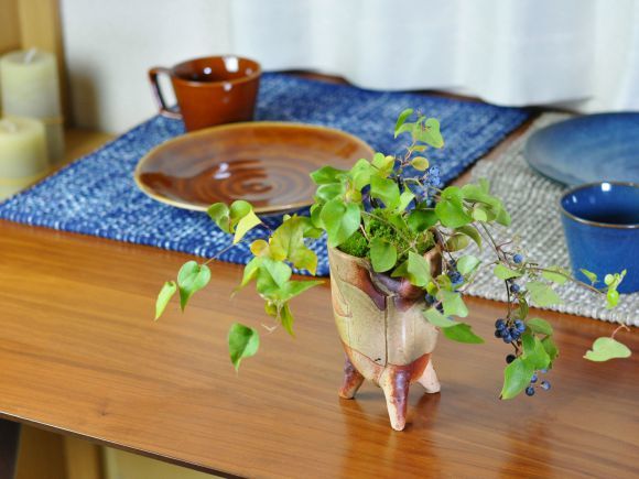  бонсай . голубой tsuzu черновой ji.. растения реальный декоративное растение Mini 