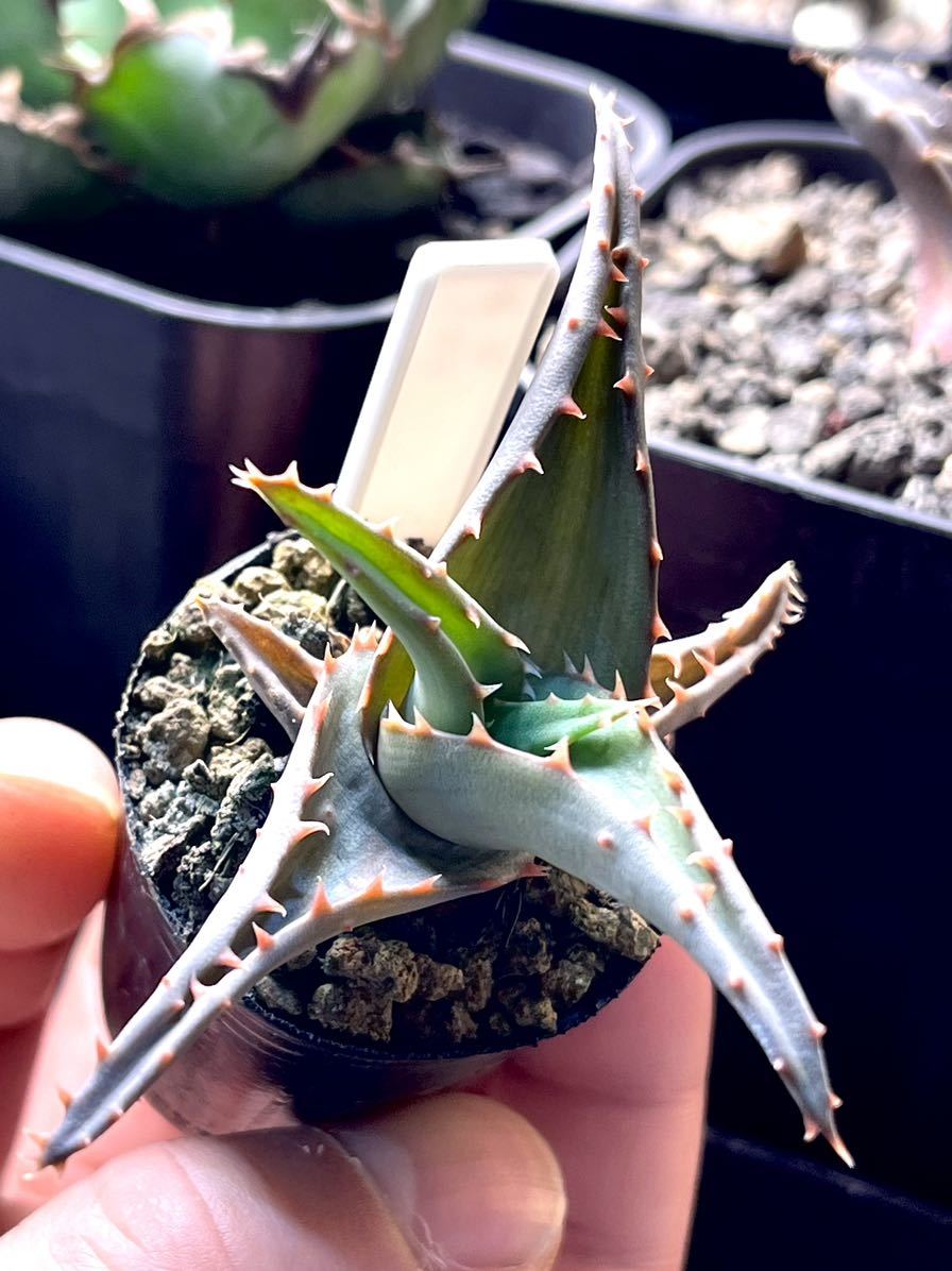 【Beeeplants】アロエハイブリッド　ロウルサンコ アガベチタノタオテロイ選抜 Agave titanota _画像3