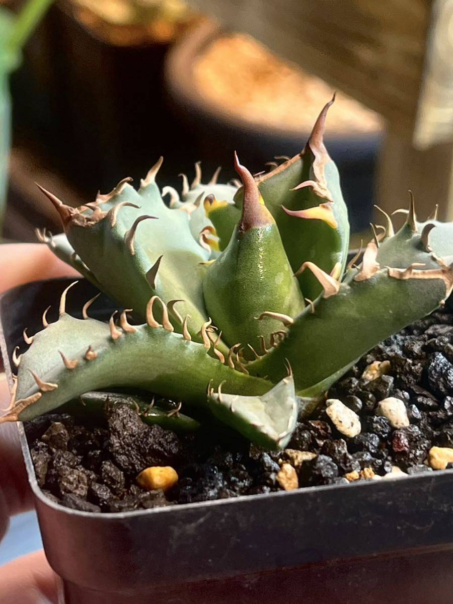 【Beeeplants】育成株シエラミクスティカ アガベチタノタオテロイ選抜 Agave titanota _画像4