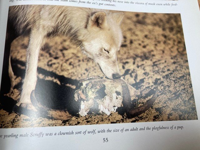 洋書/北極狼 写真集 he arctic wolf living with the pack 　CIK469_画像9