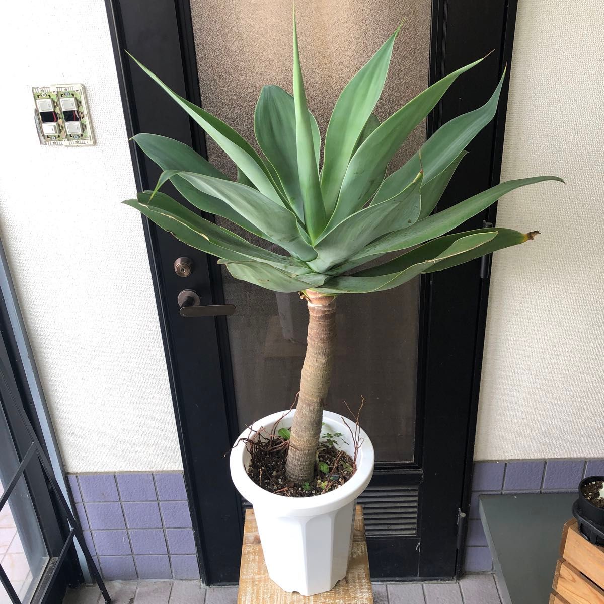 沖縄県産 アガベ アテナータ 8号 観葉植物|Yahoo!フリマ(旧 沖縄県産 アガベ アテナータ 8号 観葉植物|Yahoo!フリマ(旧
