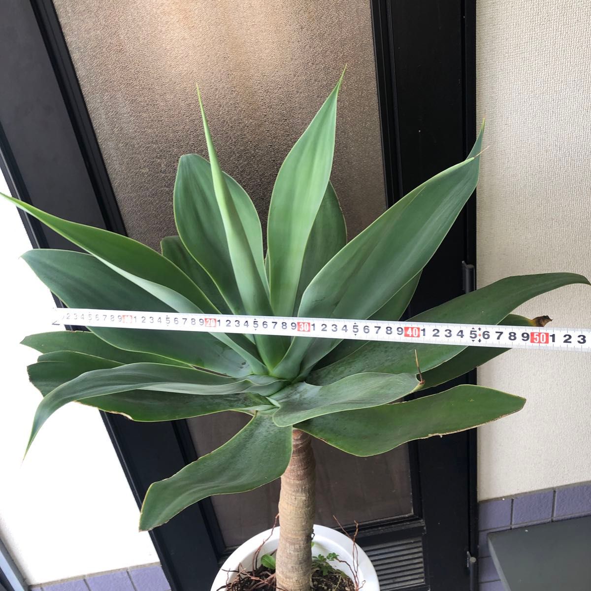 沖縄県産 アガベ アテナータ 8号 観葉植物|Yahoo!フリマ(旧 沖縄県産 アガベ アテナータ 8号 観葉植物|Yahoo!フリマ(旧