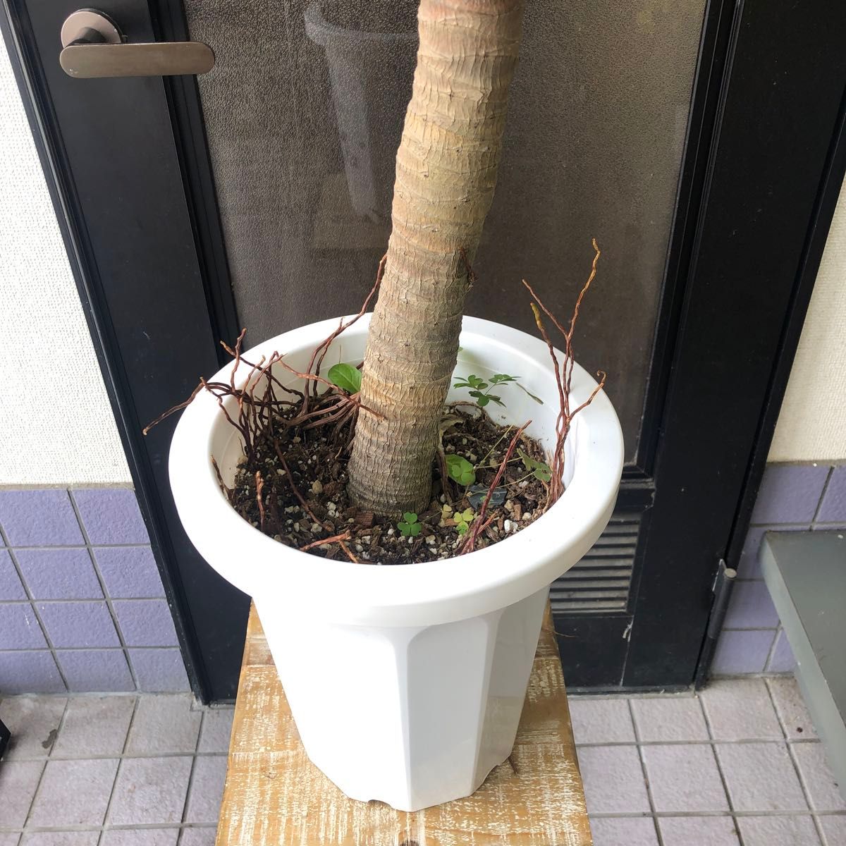 沖縄県産 アガベ アテナータ 8号 観葉植物|Yahoo!フリマ(旧 沖縄県産 アガベ アテナータ 8号 観葉植物|Yahoo!フリマ(旧