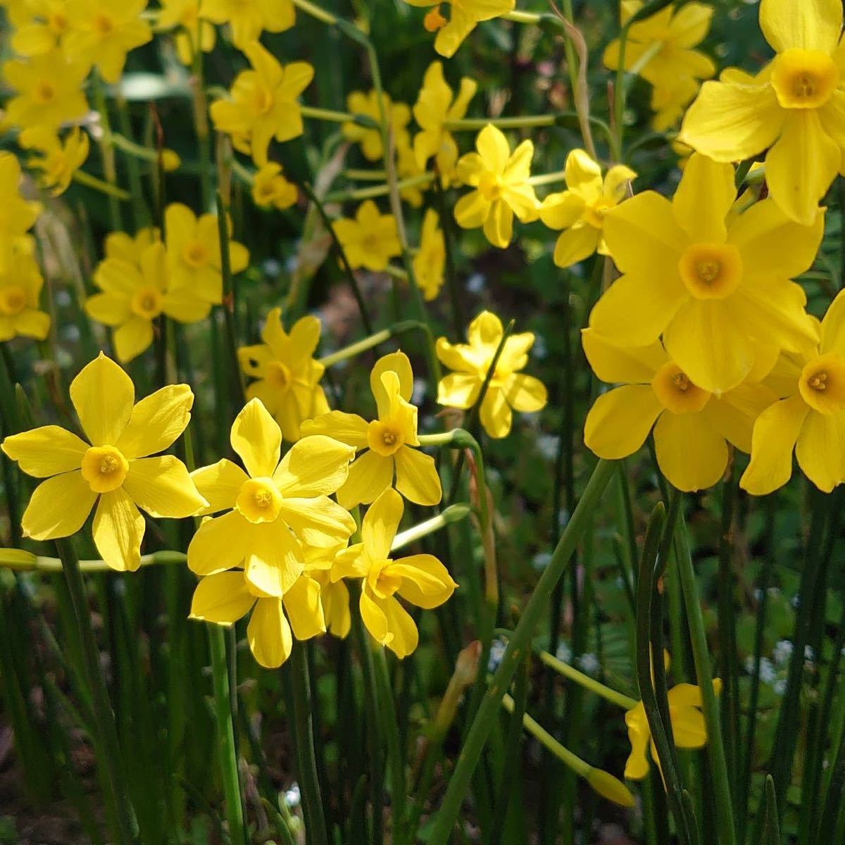 黄色い小さな花が可愛い香り♪水仙ジョンキル6球_画像2