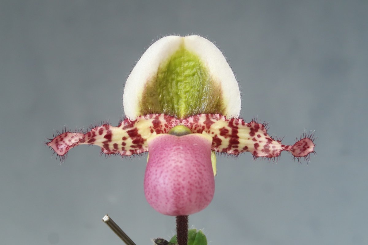 洋蘭　原種 パフィオ TA10829 TB17-92 Paph. liemianum x sib ( 'Pink Opal' x 'Imperial Jade')_画像2