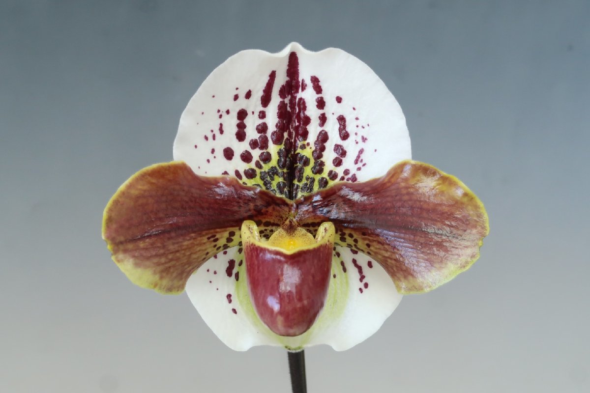 洋蘭　パフィオ TA10825 TB16-198 Paph. (Perfect World 'Flatter' x Thunder World 'Nissho' GM/JOGA)_画像2