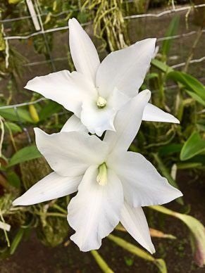 即決　洋蘭　カトレア TA10867 Laelia anceps fma. petaloid-alba_画像8