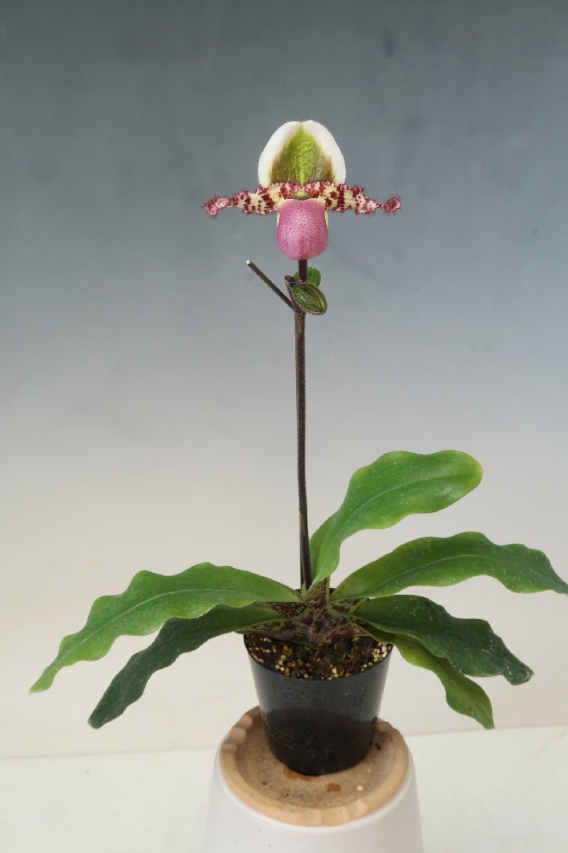 洋蘭　原種 パフィオ TA10829 TB17-92 Paph. liemianum x sib ( 'Pink Opal' x 'Imperial Jade')_画像1