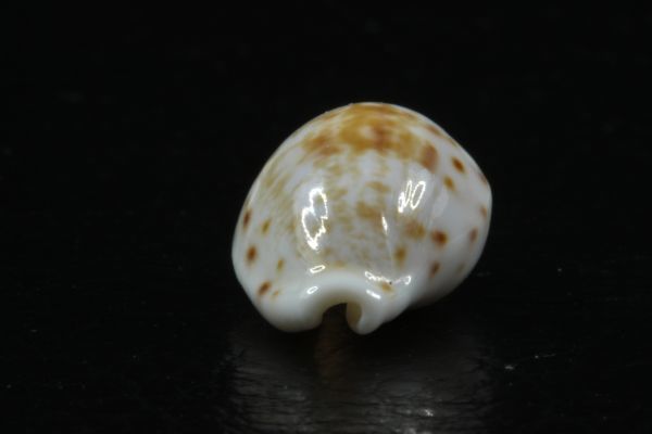 ハワイダカラ　17.3mm 　激レア　タカラガイ　貝標本　貝殻_画像7