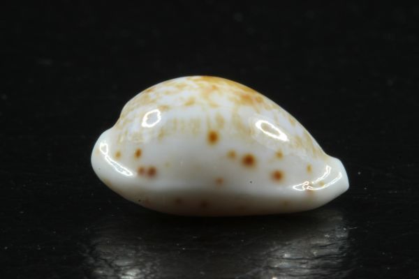 ハワイダカラ　17.3mm 　激レア　タカラガイ　貝標本　貝殻_画像4