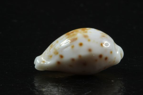 ハワイダカラ　17.3mm 　激レア　タカラガイ　貝標本　貝殻_画像5