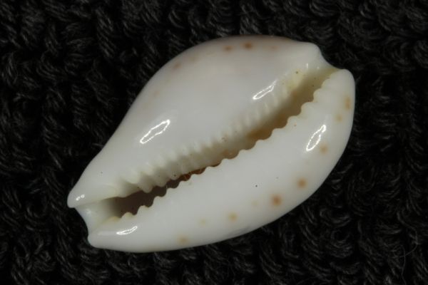 ハワイダカラ　17.3mm 　激レア　タカラガイ　貝標本　貝殻_画像3