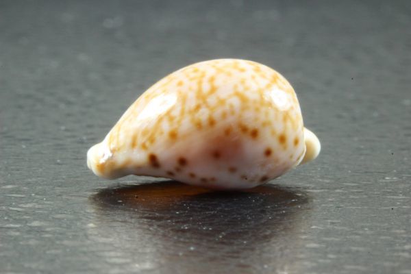 マイクハートダカラ　18mm 　タカラガイ　貝標本　貝殻_画像5