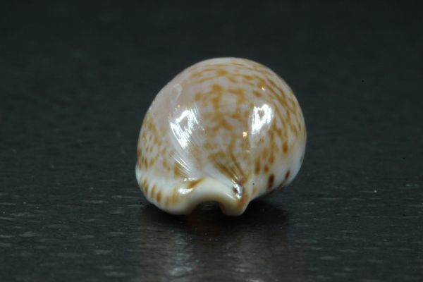 マイクハートダカラ　18mm 　タカラガイ　貝標本　貝殻_画像7
