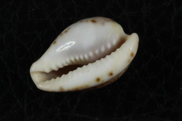 マイクハートダカラ　18mm 　タカラガイ　貝標本　貝殻_画像3