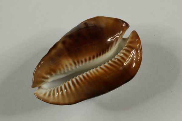 タカラガイ、貝殻、ロッセルダカラ Yahoo!オークション - ロッセルダカラ 57.8mm タカラガイ 貝標本