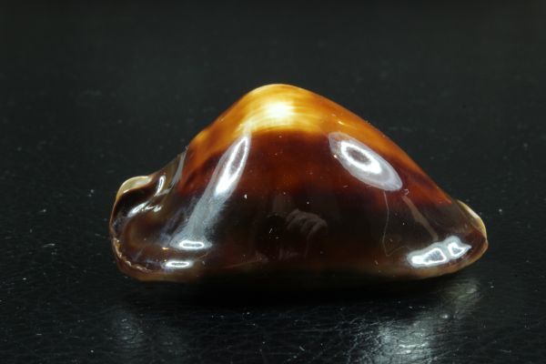 Yahoo!オークション - ロッセルダカラ 57.8mm タカラガイ 貝標本 Yahoo!オークション - ロッセルダカラ 57.8mm タカラガイ 貝標本