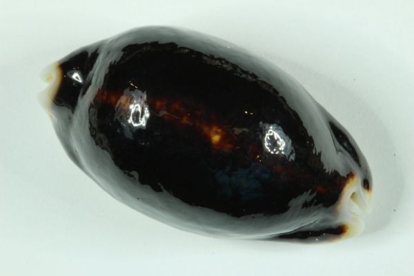 カネツケダカラ　98％黒化　51.8mm 　激レア　タカラガイ　貝標本　貝殻_画像1