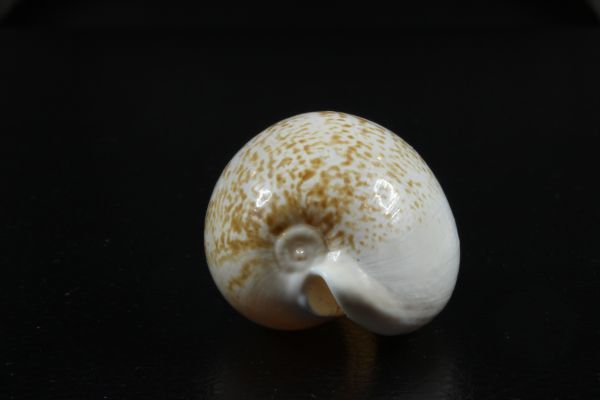 ニッポンダカラ　幼貝　61.5mm 　タカラガイ　貝標本　貝殻_画像6