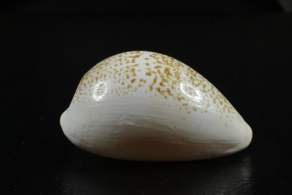 ニッポンダカラ　幼貝　61.5mm 　タカラガイ　貝標本　貝殻_画像4