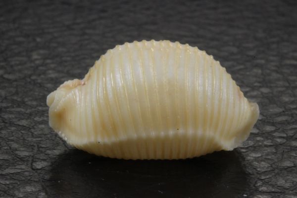 チリメンダカラ　22.2mm 　タカラガイ　貝標本　貝殻_画像3