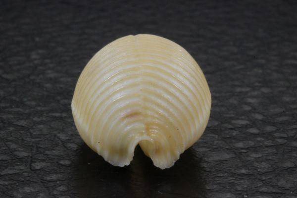 チリメンダカラ　22.2mm 　タカラガイ　貝標本　貝殻_画像6