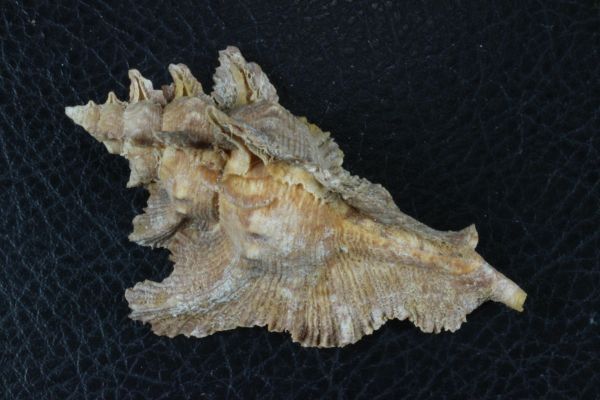 サギノハヨウラク　73.8㎜ 　タカラガイ　貝標本　貝殻_画像3