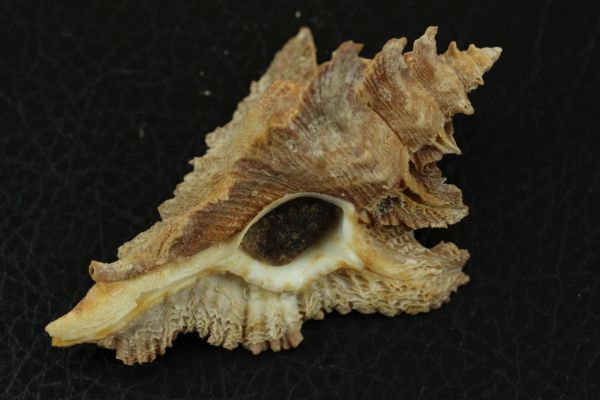 サギノハヨウラク　73.8㎜ 　タカラガイ　貝標本　貝殻_画像1