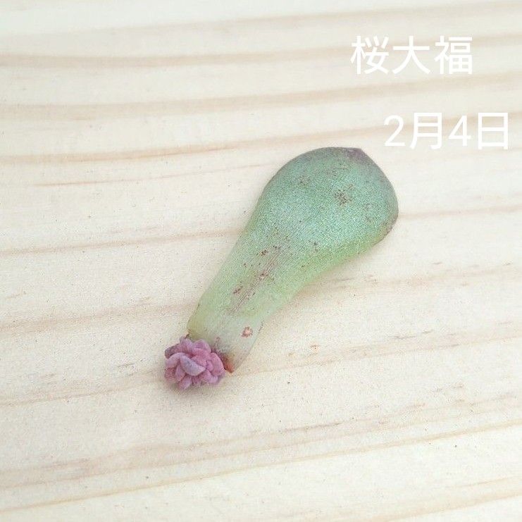 錦玉園 桜大福 葉挿し苗 多肉植物|Yahoo!フリマ(旧PayPayフリマ) 錦玉園 桜大福 葉挿し苗 多肉植物|Yahoo!フリマ(旧PayPayフリマ)