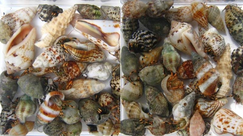 mini マダラヨコバサミ 50匹！（サンゴ水槽コケ取.掃除に）（st1）の画像2