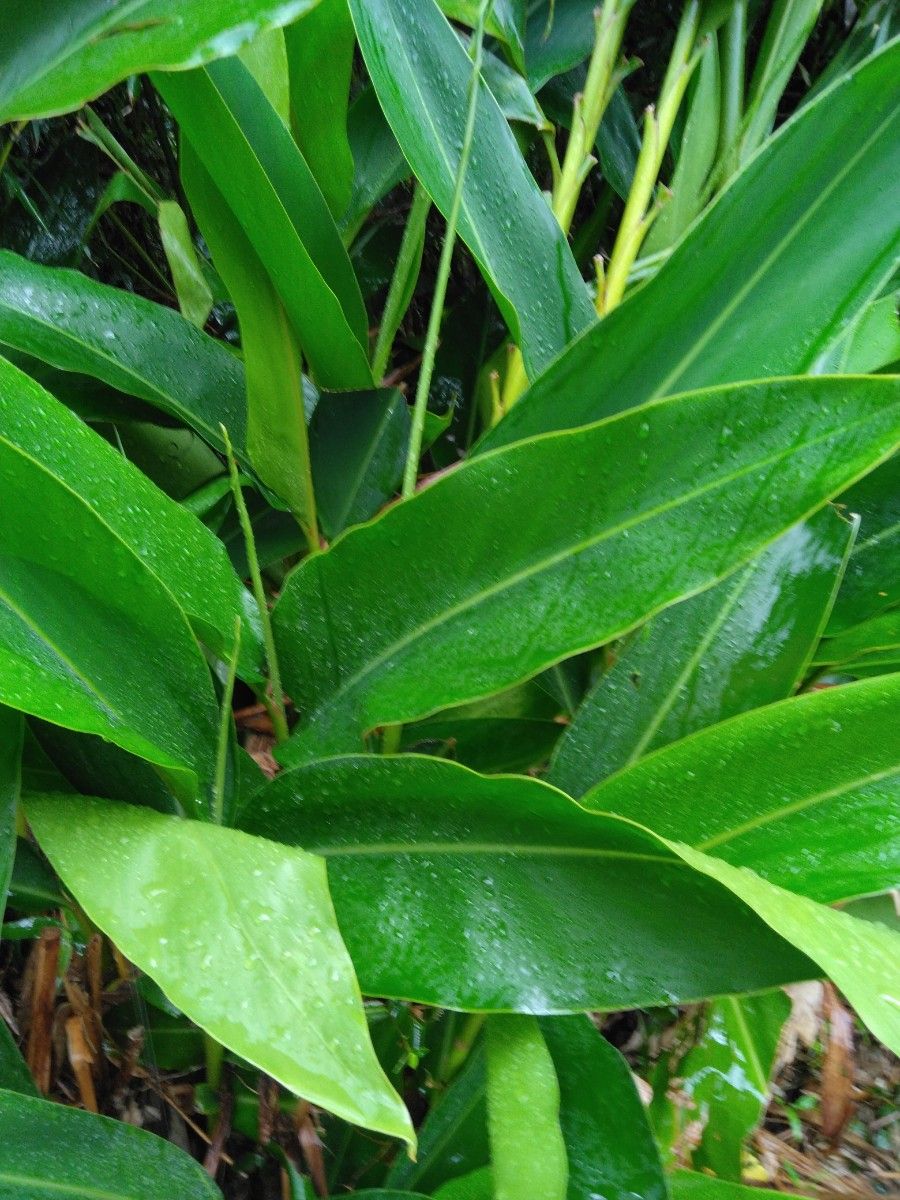 無農薬　月桃の葉　30枚+オマケ　山野草　観葉植物　アロマ　ハーブ　生け花　チンキ　アウトドア虫除け　エッセンシャルオイル　化粧水