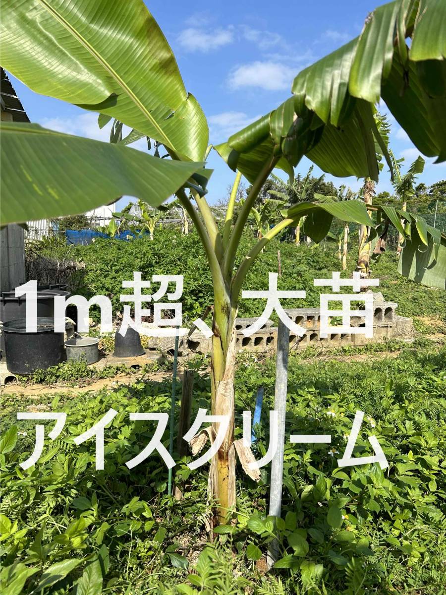 アイスクリームバナナ バナナ苗 1メートル巨大苗・大株・太い茎 アイスクリームバナナ バナナ苗 1メートル巨大苗・大株・太い茎