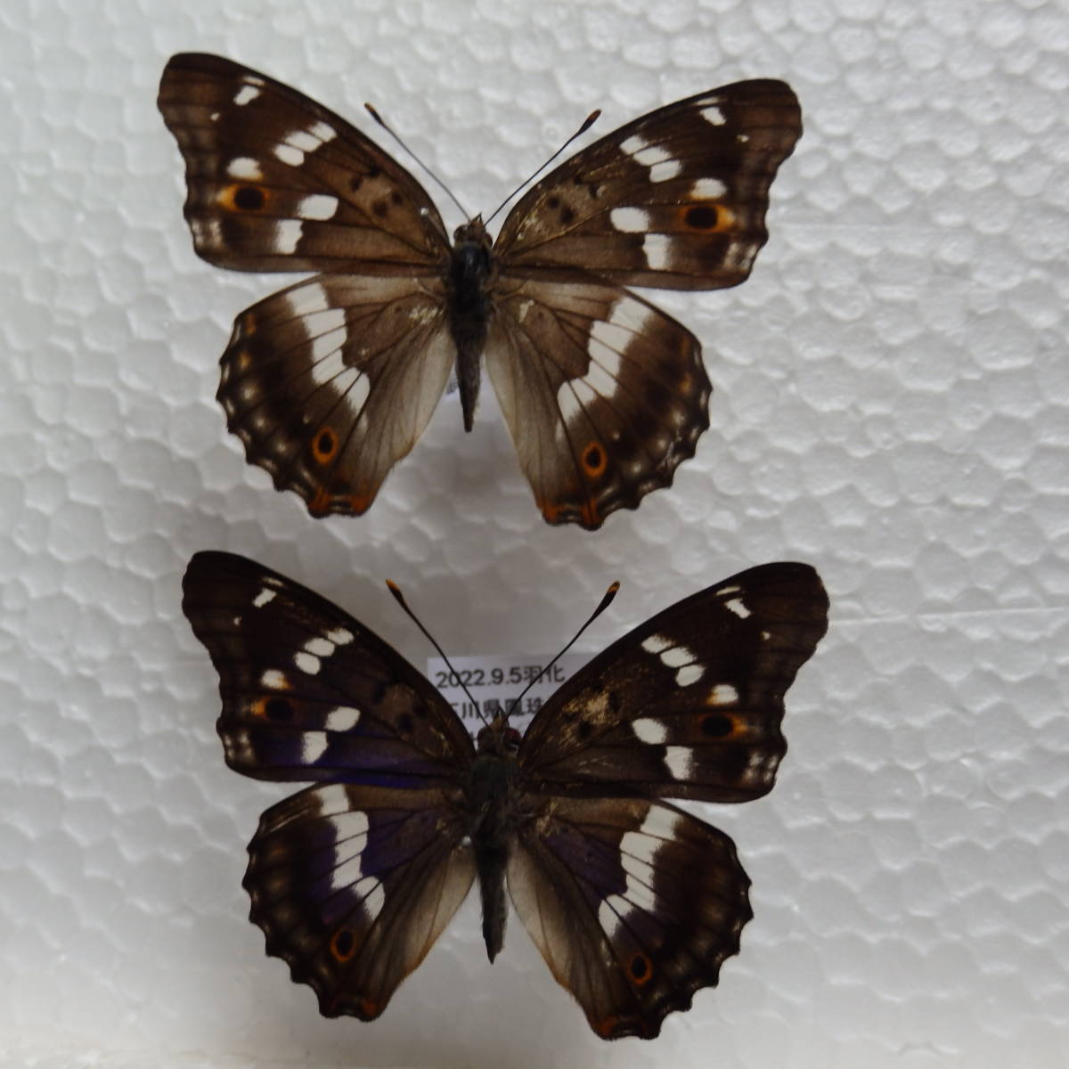 蝶標本貴重種　クロコムラサキ1ペア　飼育品（石川県能登市産）_画像1