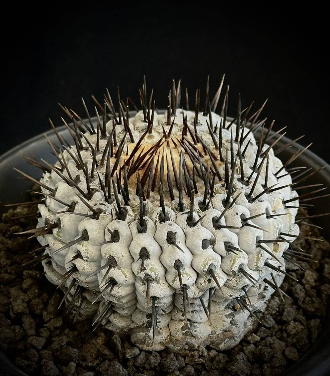 現地球　山木　コピアポア コルムナアルバ 孤竜丸　Copiapoa cinerea var. columna-alba 発根済　コピアポア　サボテン　扁平株　黒王丸_画像1