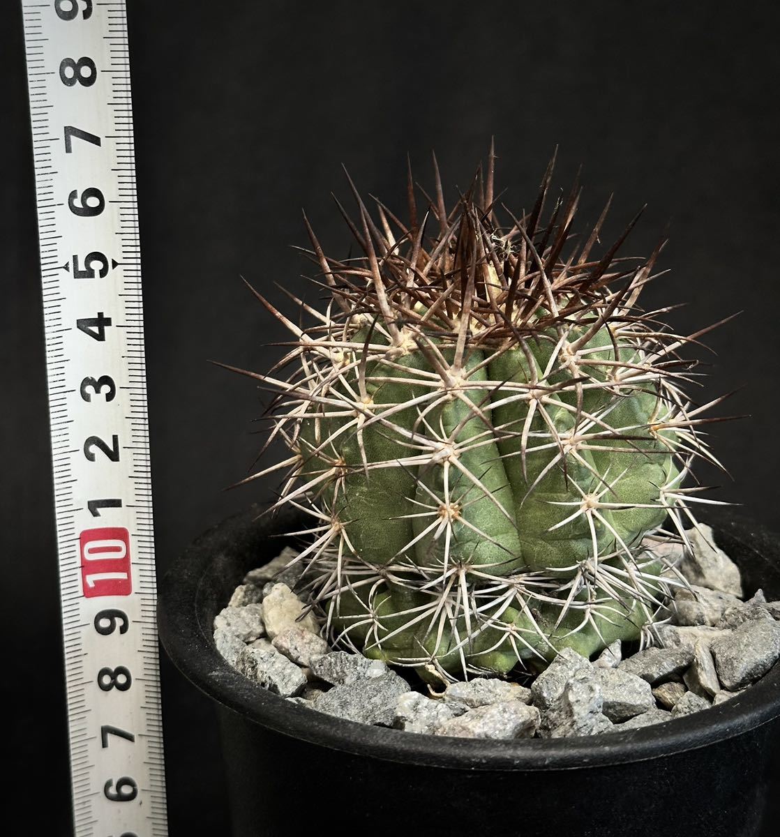 実生 強刺　コピアポア ルペストリス Copiapoa rupestris レア種　サボテン 多肉植物 黒王丸　古株_画像5