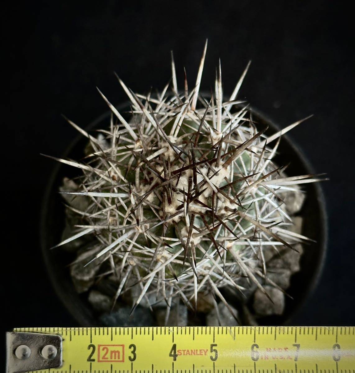 実生 強刺 Copiapoa coquimbana コピアポア コクインバナ 竜爪丸 実生 強刺 Copiapoa coquimbana コピアポア コクインバナ 竜爪丸