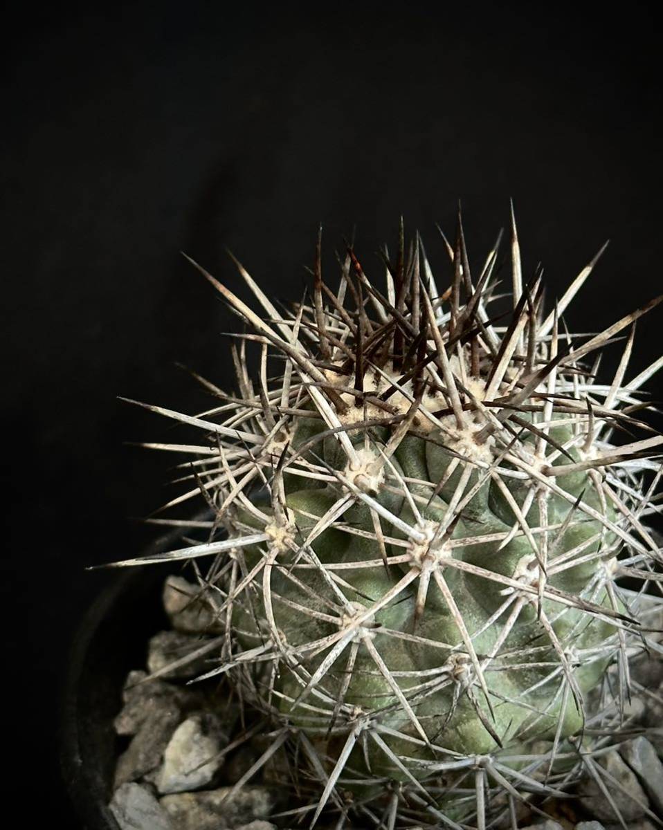 実生 強刺 Copiapoa coquimbana コピアポア コクインバナ 竜爪丸 実生 強刺 Copiapoa coquimbana コピアポア コクインバナ 竜爪丸